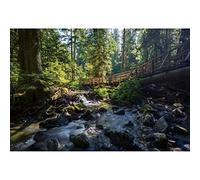 Ttincceer 270x180cm 3D Forests Backdrop Spring Summer Tropical RainForests Natural Landscape Photography Background Stream Stone Giant Tree Background Adult Children Travel Backgrounds