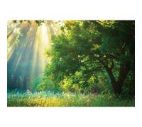Ttincceer Spring Forests Backdrop 10x8ft Tropical Rain Forests Jungle Sunshine Falling Baby Shower Photography Background Green Grass Plants Meadow Decorations Backdrop Birthday Wedding Banner Prop