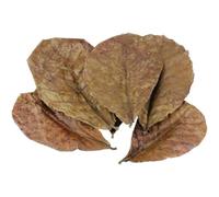 Tubayia 10pcs Catappa indian almond leaves ketapang leaf shrimp betta fish aquarium care Lower pH for Aquarium Fish Tank Use