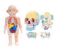 Tuesoa Anatomy Skull Model Human Anatomy Skull Puzzle Detachable Mini Human Medical-Skull Model
