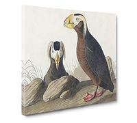Tufted Puffin Bird by John James Audubon Canvas Print | Gallery Wrapped 30mm Frame Wall Art | 14x14 inches | Ready to Hang | Modern Animals Picture | Living Room Bedroom Lounge Office