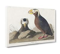 Tufted Puffin Bird By John James Audubon Canvas Print | Gallery Wrapped 30mm Frame Wall Art | 30x20 inches | Ready to Hang | Retro Animals Picture | Living Room Bedroom Lounge Office