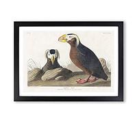 Tufted Puffin Bird by John James Audubon Framed Print | A2 Black Framed Wall Art | Ready to Hang | Modern Nature Picture | Living Room Bedroom Lounge Office