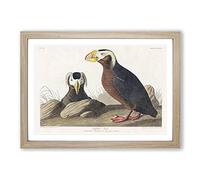 Tufted Puffin Bird by John James Audubon Framed Print | A2 Oak Framed Wall Art | Ready to Hang | Modern Nature Picture | Living Room Bedroom Lounge Office