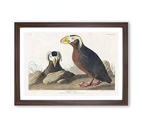 Tufted Puffin Bird by John James Audubon Framed Print | A2 Walnut Framed Wall Art | Ready to Hang | Modern Nature Picture | Living Room Bedroom Lounge Office