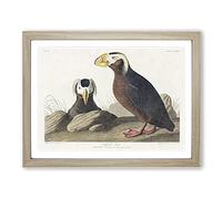Tufted Puffin Bird By John James Audubon Vintage Framed Print | A2 Oak Framed Wall Art | Ready to Hang | Classic Nature Picture | Living Room Bedroom Lounge Office