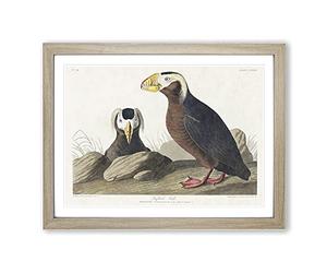 Tufted Puffin Bird By John James Audubon Vintage Framed Print | A2 Oak Framed Wall Art | Ready to Hang | Classic Nature Picture | Living Room Bedroom Lounge Office
