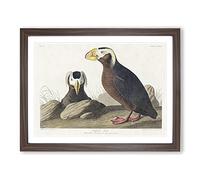 Tufted Puffin Bird By John James Audubon Vintage Framed Print | A2 Walnut Framed Wall Art | Ready to Hang | Classic Nature Picture | Living Room Bedroom Lounge Office