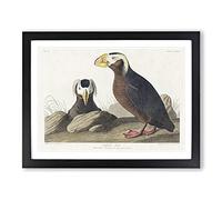 Tufted Puffin Bird By John James Audubon Vintage Framed Print | A3 Black Framed Wall Art | Ready to Hang | Classic Nature Picture | Living Room Bedroom Lounge Office