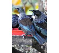 Tui Bird of New Zealand Journal: 150 page lined notebook/diary