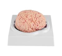 Tuidzljd Human Brain,Life Size Human Brain Anatomy Model with Display Base, for Science Classroom Study & Teaching Display B