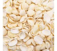 TULEBOLIAN 150 Pcs Small Tiny Sea Shells, 0.98-1.37in/2.5-3.5cm, Natural Seashell, White Clam, for Crafting, Crafts DIY Painting Beaching Wedding Decoration, Beach Natural Shells Bulk, Vase Filler