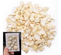 TULEBOLIAN 150 Pcs Small Tiny Sea Shells, 0.98-1.37in, Natural Seashell, White Clam, for Crafting, Crafts DIY Painting Beaching Wedding Decoration, Beach Natural Shells Bulk, Vase Filler