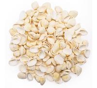 TULEBOLIAN 150 Pcs Small Tiny Sea Shells, 2.5-3.5CM, Natural Seashell, White Clam, for Crafting, Crafts DIY Painting Beaching Wedding Decoration, Beach Natural Shells Bulk, Vase Filler