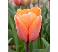 Tulip Apricot Impression Bulbs (15 bulbs) - Stunning Darwin Hybrid Tulips