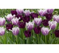 Tulip Black Cherry Frost Bulb Collection: 32 Bulbs