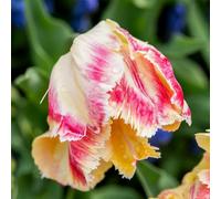 Tulip 'Blushing Parrot' - Creamy White Blooms with Raspberry Ripples, Feathered Petals, Long-Lasting Cut Flower, Perfect for Spring Gardens & Bouquets - 16x Bulbs By Thompson & Morgan