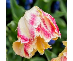 Tulip 'Blushing Parrot' - Creamy White Blooms with Raspberry Ripples, Feathered Petals, Long-Lasting Cut Flower, Perfect for Spring Gardens & Bouquets - 16x Bulbs By Thompson & Morgan