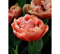 Tulip Copper Image 15 Bulbs Bulbs Garden Plant