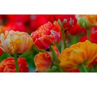 Thompson & Morgan Tulip Doubles Collection 30 Bulbs