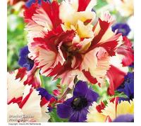 Tulip Flaming Parrot 16 Bulbs
