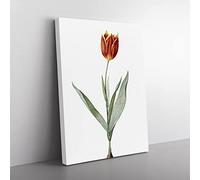 Tulip Flower By Pierre Joseph Redoute Vintage Canvas Wall Art Print Ready to Hang, Framed Picture for Living Room Bedroom Home Office Décor, 60x40 cm (24x16 Inch)