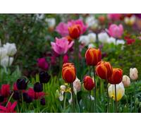 Tulip Greeting Card - A5 Size (Folded) | Vibrant Spring Garden Scene | Eco-Friendly & UK Printed