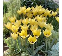 Tulip 'Honky Tonk' 10 x spring flowering bulbs. Pale Yellow Dwarf Tulip. Available from Bedwen Plants