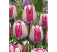 Tulip Hot Pants (15 bulbs) - Bold White and Magenta Tulips