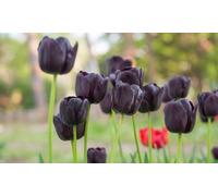 Tulip Jackpot 16 Bulbs