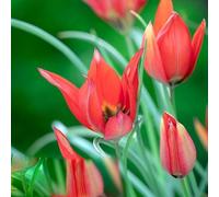 Tulip 'Lizzy' 10 x spring flowering bulbs. Yellow & Red Flowers. Available from Bedwen Plants