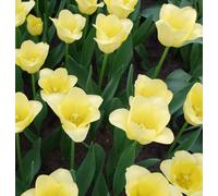 Tulip Mid World Friendship 8 Bulbs - Spring Flowering Hardy Garden Bulbs For Outdoor Planting - Thompson & Morgan