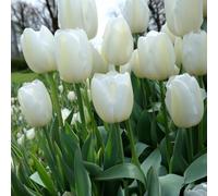 Tulip ‘Pays Bas’ 2L Plant. Elegant White Spring Flowers. Spring Bulbs for Borders & Exceptional Cut Flowers