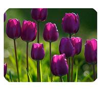 Tulip 'Purple Flag' Triumph Tulips x 100 Spring Flowering Bulbs, by Growtanical®