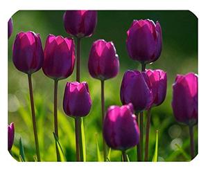 Tulip 'Purple Flag' Triumph Tulips x 100 Spring Flowering Bulbs, by Growtanical®