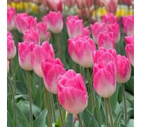 Tulip Sinfonie Bulbs Elegant Late-Flowering Creamy White And Pink Triumph Tulip Hardy Perennial 8 Bulbs By Thompson & Morgan