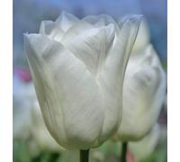 Tulip Single Early White Prince 16 Bulbs - Spring Flowering Hardy Garden Bulbs For Outdoor Planting - Thompson & Morgan