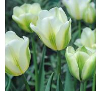 Tulip Spring Green - Stunning Green and White Striped Blooms with a Unique Spring Elegance - Ideal for Garden Beds and Containers - 20 Bulbs by Thompson and Morgan