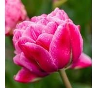 Tulip Strawberry Cream Double Peony-Style Spring Blooming Tulip Bulbs For Garden Borders & Containers 8 Bulbs By Thompson & Morgan
