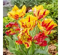 Tulip ‘Texas Flame’ 2L Plant Red & Yellow Flamed Spring Flowers for Borders, Large Pots & Cut Flowers