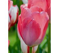 Tulip Van Eijk Bulbs - Triumph Tulip, Mid-Spring Pink Tulip (15 per Bag)