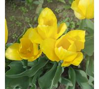 Tulip Yellow Flight Vibrant Hardy Triumph Tulip Bulbs For Beds Borders & Containers 8 Bulbs By Thompson & Morgan