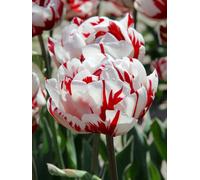 Tulipa Carnaval de Nice (15 bulbs) - Striking Red and White Tulips