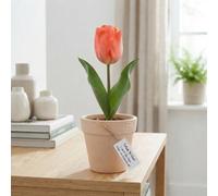 Tulipa 'hans Brinker' Tulip Bulbs - 12/+ Size