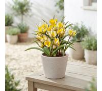 Tulipa Tarda Species Tulip Bulbs - Pack Of 10