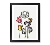 Tulips By Robert John Thornton Vintage Framed Print | A3 Black Framed Wall Art | Ready to Hang | Classic Nature Picture | Living Room Bedroom Lounge Office