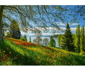 Tulips Field - Mainau Island