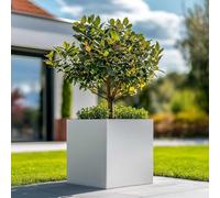 Tulipy 60cm/50cm/40cm/30cm Zinc Galvanised Square Planter | No Assembly Needed | Lightweight (Matte White, L50cm x W50cm x H50cm)