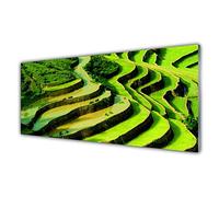 Tulup Glass Splashback for Kitchen - 49.2 in x 19.7 in / 125x50 cm - Cooker Wall Protection Tempered Glass - Forest Nature