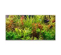 Tulup Glass Splashback for Kitchen - 55.1 in x 27.6 in / 140x70 cm - Cooker Wall Protection Tempered Glass - Plants Floral